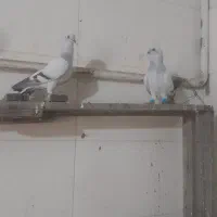 کبوتر