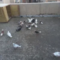 کفتر