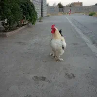 خروس فروشی