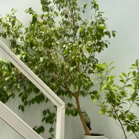 گیاه بنجامین ۳ متری