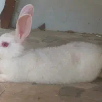 خرگوش سفید