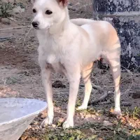 سگ پاکوتاه