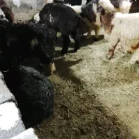 بره گوشت بره ۱۲۵۵درجه یک به شرط