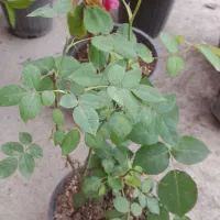 گل و گیاه