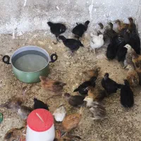 جوجه گلپایگان
