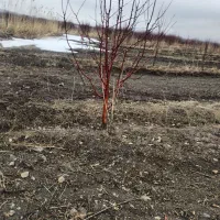 باغ سیب سفید مرگور روستای هلج 5000 متر
