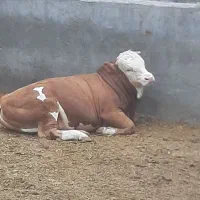 گوساله خالص بلژیکی و سیمینتال