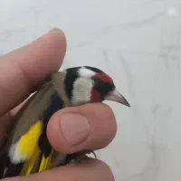 سهره نر