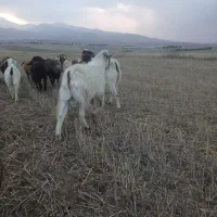 بز نر|حیوانات مزرعه|اردبیل, |دیوار
