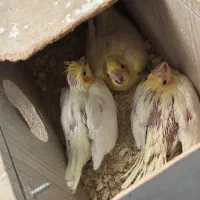 جوجه عروس سرلاکی‌