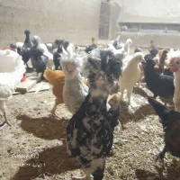 جوجه نژاد دار