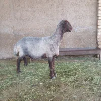 یک عدد میش