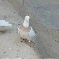 ماده