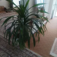 گل طبیعی