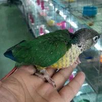 گرینچیک قناری ملنگو