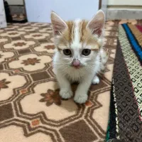 واگذاری رایگان بچه گربه