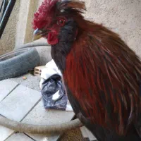 مرغ خروس