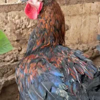 خروس|حیوانات مزرعه|مشهد, خواجه ربیع|دیوار