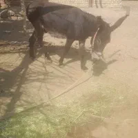 نر خر س ساله جوان جوان