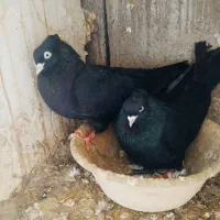 کبوترترکیه زاغ سیاه آبادان جفت ابلاغ هما