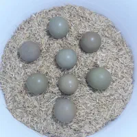تخم مرغ زینتی نژاد اصیل