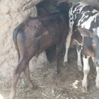 گوساله نر