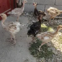 جوجه بوقلمون4ماهه