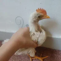 ۳ عدد جوجه ی رنگی ۲ ماهه