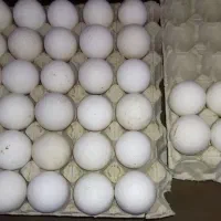 خریدار دائمی