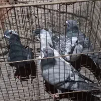 ۵تا المانی مفت