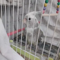 عروس هلندی ماده و نر