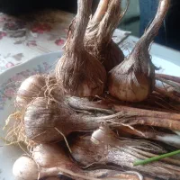 فروش پیاززعفران برای گلخانه ومزرعه