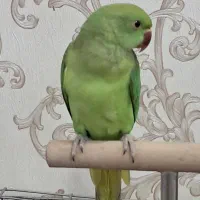 طوطی ملنگو فول دستی ( نر ) سخنگو