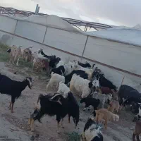 ۴۵راس بز بزعاله