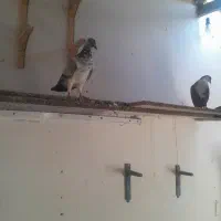 کفتر معاوضه باسگ