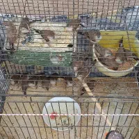 فنچ|پرنده|بم, |دیوار