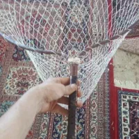 کمندان کبوترگیر ماهیگیر