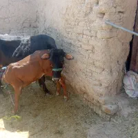 گاووگوساله مالچه