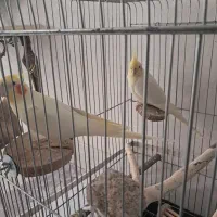 عروس هلندی