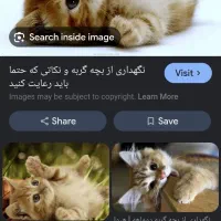بچه گربه کوچولو