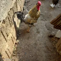 خروس کاکلی
