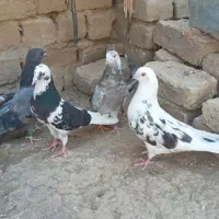 کفتر  ۷ طوق یکجا