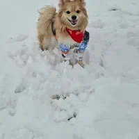 واگذاری غیررایگان سگ