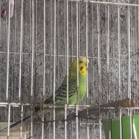 یک جفت مرغ عشق
