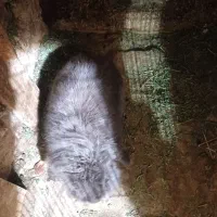 خرگوش لوپ بلو نره یک ساله