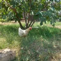 مرغ کرچ شو جوان