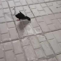 کلاغ کربلایی سیاه ماده