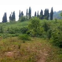 فروش زمین ویلایی ۱۰۰۰ متری در سوغات محله