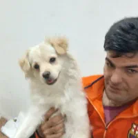 سگ گمشده