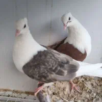 کبوتر طوقی